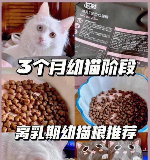 猫咪是否只吃猫粮?正确的喂食方法是什么?