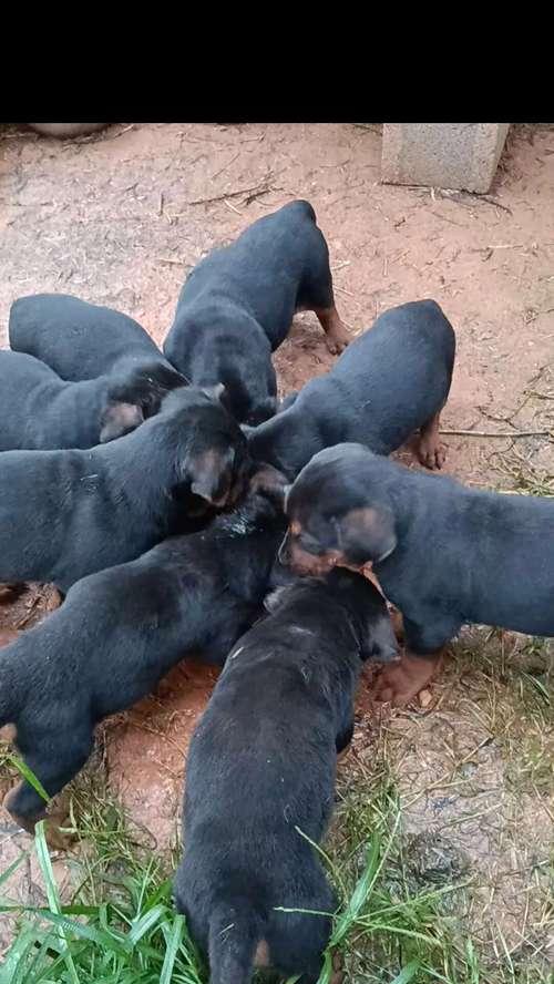 德牧串莱州红幼犬的价格是多少?购买时应注意什么?