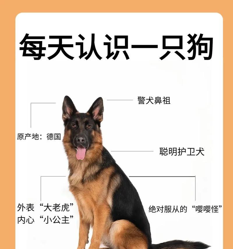 德牧犬取名“大傻”是否常见?有何影响?