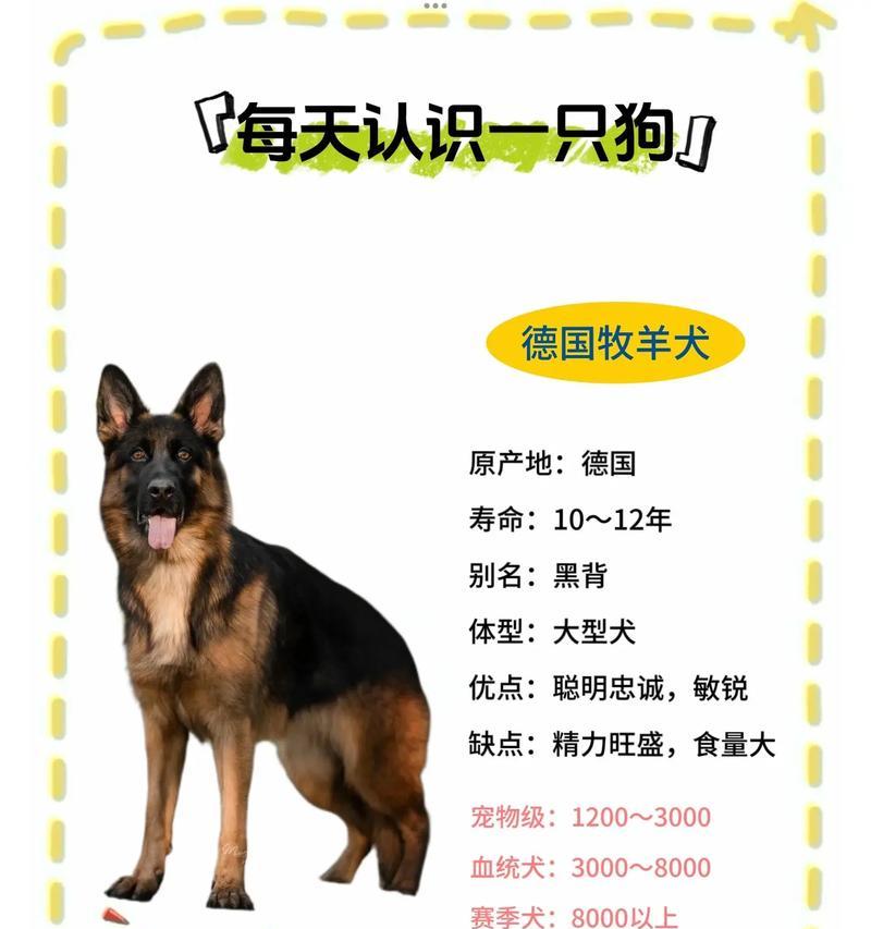 德牧是名犬种吗?价格大概是多少?