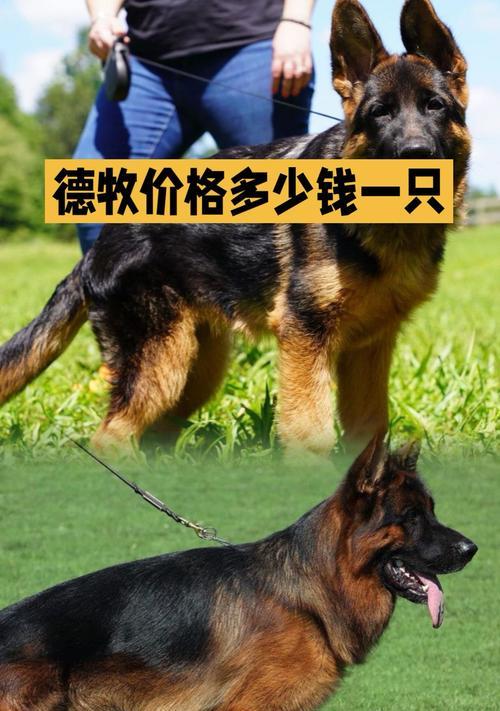 鞍山德牧多少钱一只啊?购买德牧需要注意哪些问题?