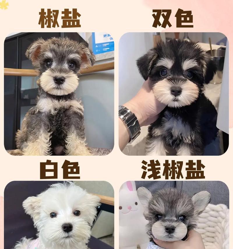 给雪纳瑞洗一次澡需要多少钱?价格范围是多少?