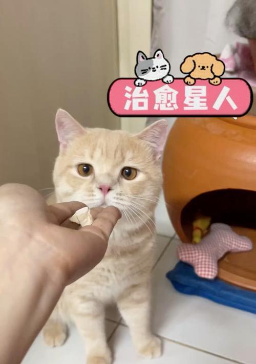 猫用手指吃猫粮怎么办?如何改正?
