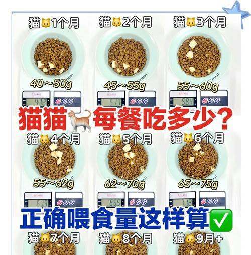 猫咪如何智取猫粮?有哪些喂养技巧和注意事项?