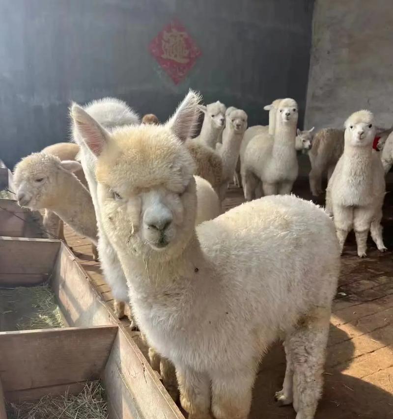 羊驼的叫声是什么样的?如何辨识羊驼的叫声?
