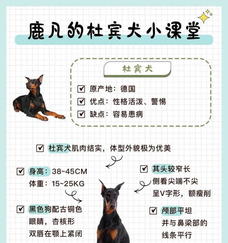 山东代购杜宾犬狗粮怎么样靠谱吗?代购狗粮需要注意哪些问题?