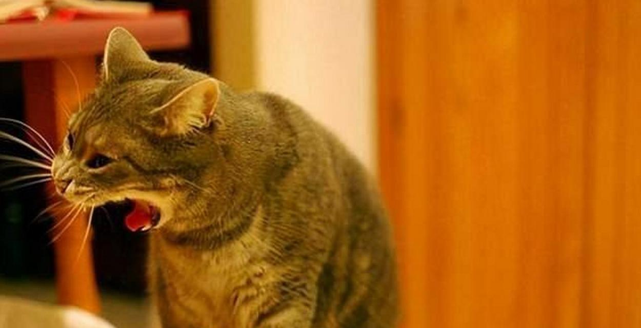 猫咪吃猫粮却感觉吃不饱的原因是什么?