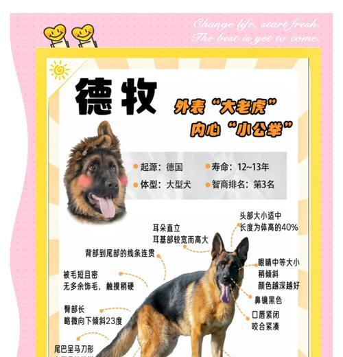德牧幼犬喂干狗粮怎么才算饱了?如何判断幼犬的饱腹感?