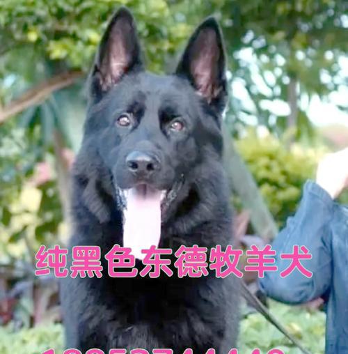 六个月大的德牧打疫苗的费用是多少?