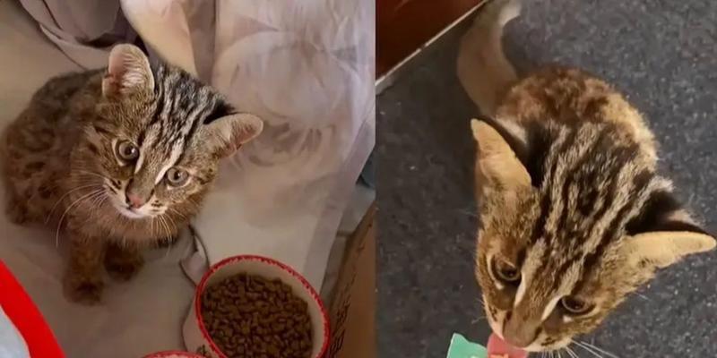 猫只吃猫草粒不吃猫粮会怎样?