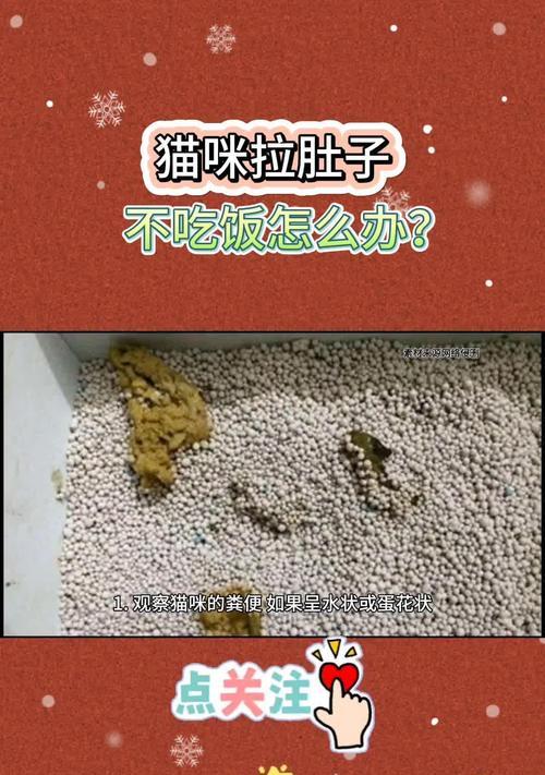一晚上不进食猫粮会怎样?猫咪会饿死吗?