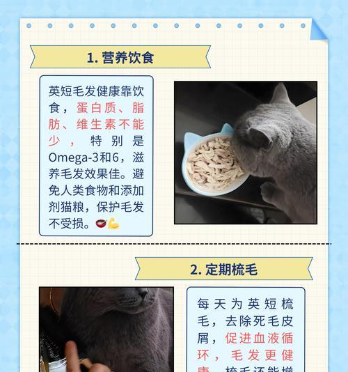 英短猫为何不宜食用某些猫粮?