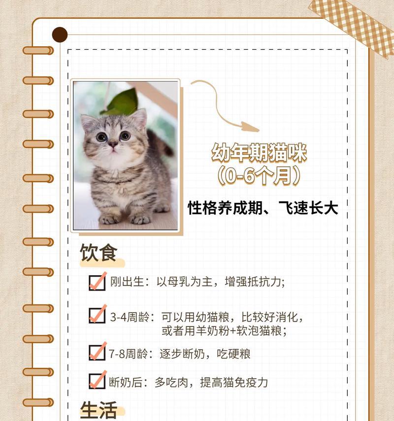 在猫粮厂工作的猫咪如何照顾?有哪些特别的注意事项?