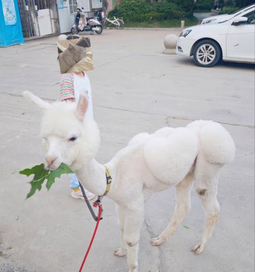 玩具羊驼可以怎么骑怎么玩?有哪些有趣的玩法?