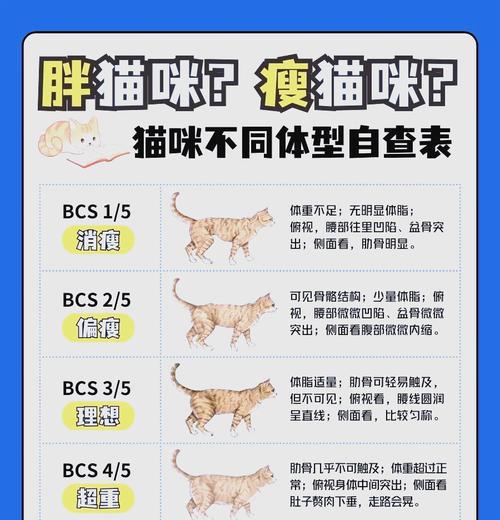 为何吃猫粮的猫咪体型较大?