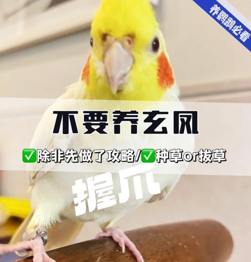 玄凤偷吃猫粮会死吗为什么?对鸟类有害吗?