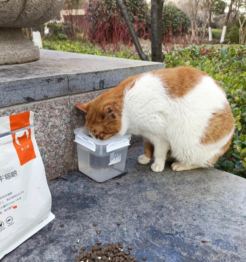 如何防止家里的猫粮吸引流浪猫?