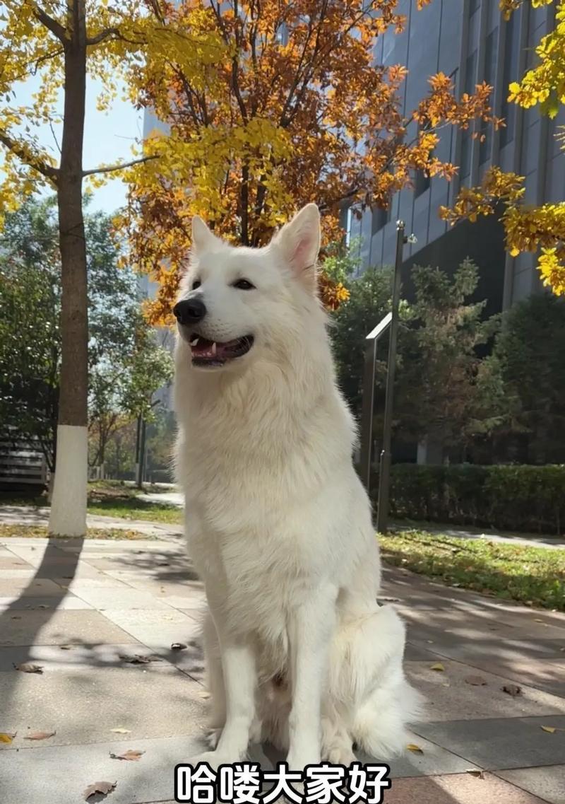 白色德国牧羊犬的平均寿命有多长?