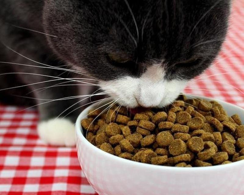 猫叼着猫粮吃了怎么办啊?是否需要改变喂食方式?