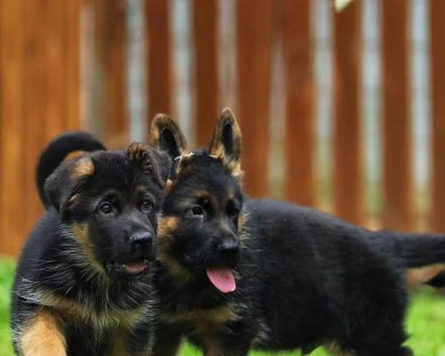 一只纯种德牧幼犬的价格是多少?