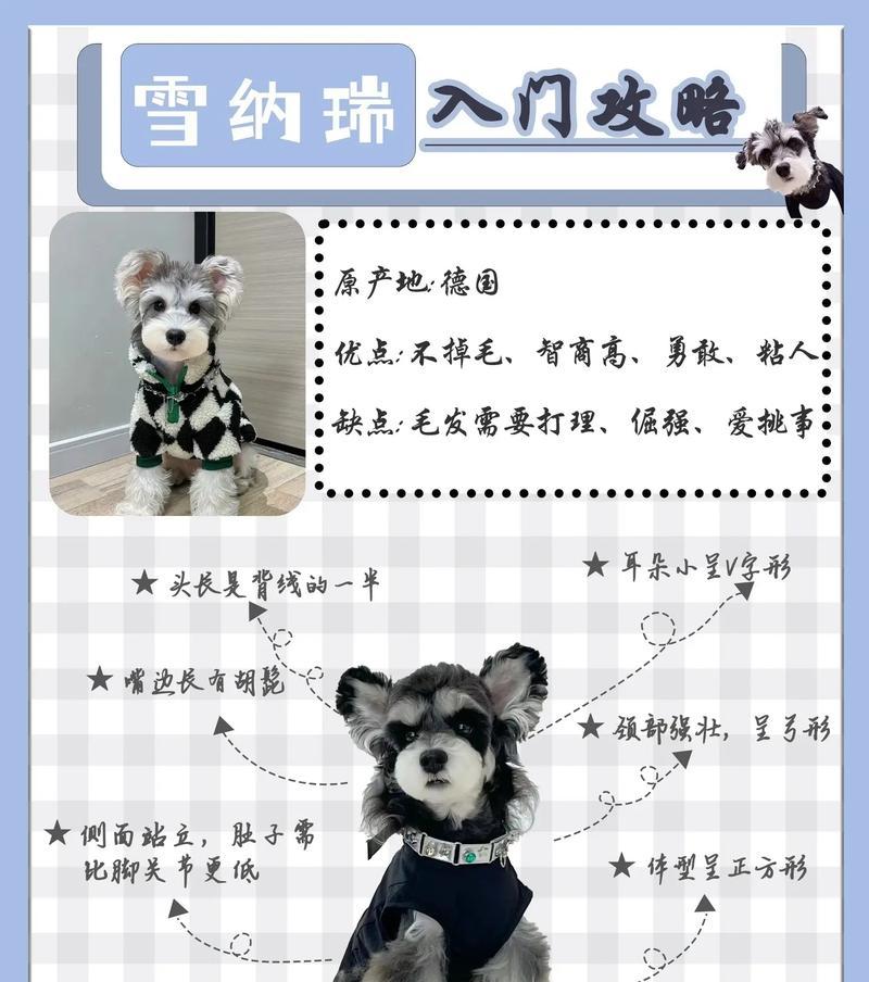 雪纳瑞十二斤相当于人类多少体重?换算方法是什么?