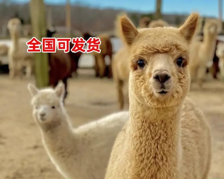 羊驼狗购买途径及挑选技巧是什么?