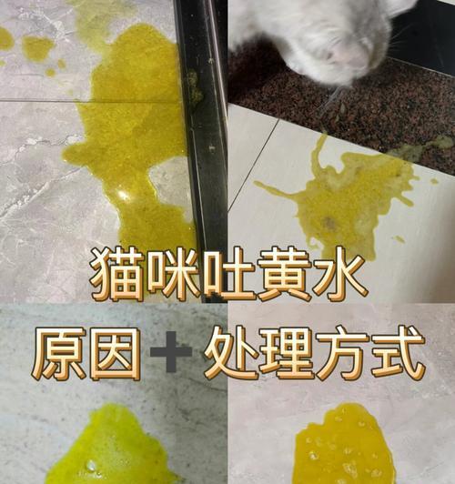 猫咪吐黄水并带有猫粮是怎么回事?需要看兽医吗?