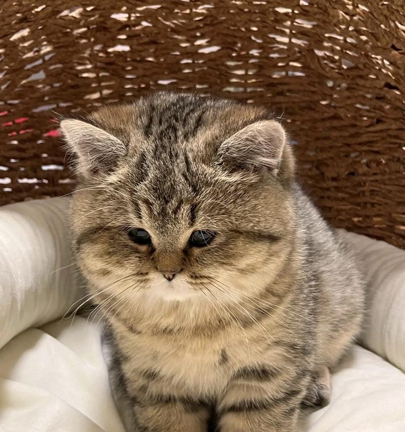 如何喂虎斑猫增肥?哪种猫粮适合虎斑猫?