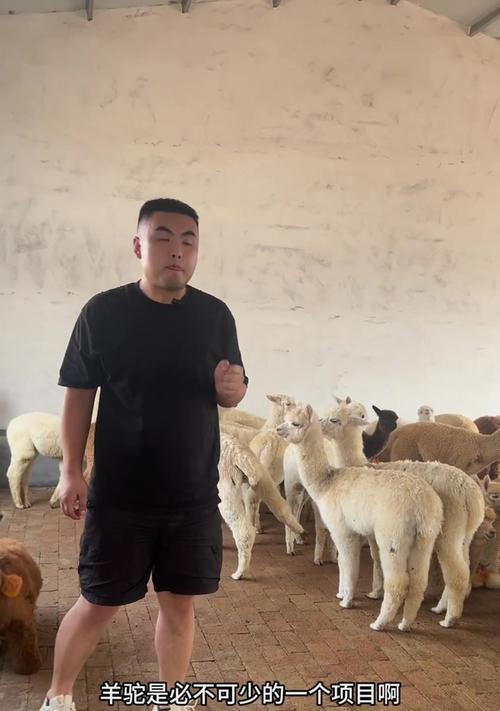 羊驼是否食用大麦草?背后的原因是什么?