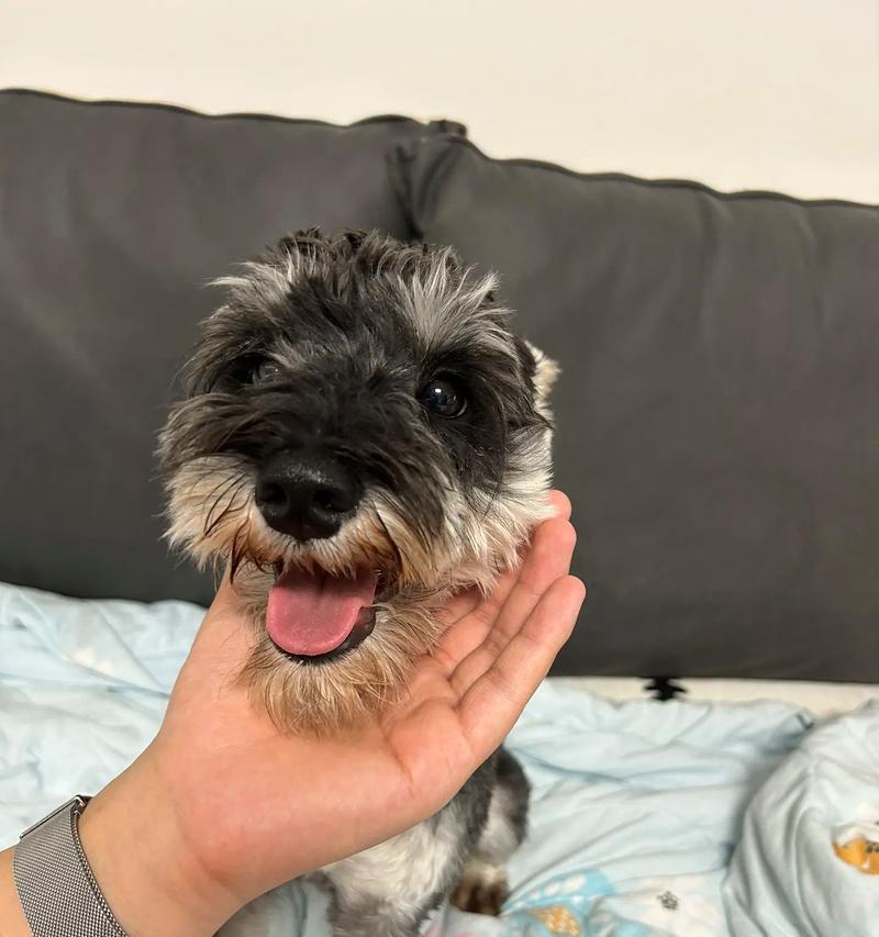 雪纳瑞犬每天能徒步走多远?
