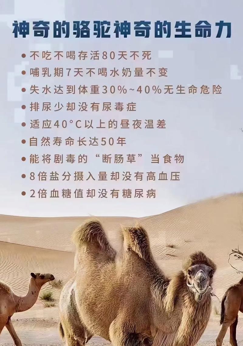 骆驼和羊驼为什么像狼的形状?它们之间有什么关系?
