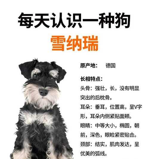 雪纳瑞犬两千元左右能购买吗?具体价格是多少?