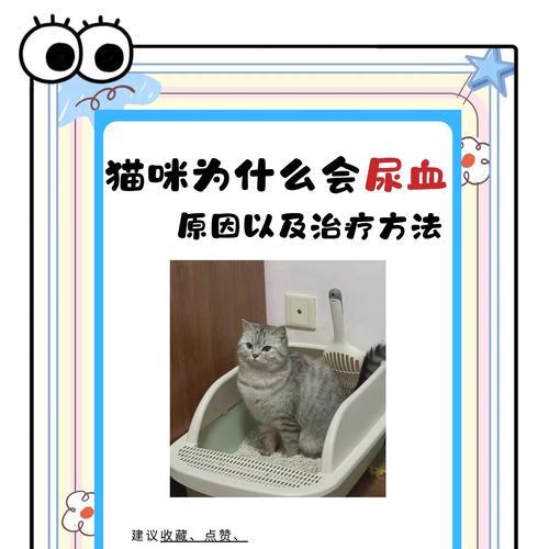 猫粮不当会导致黑血便吗?原因是什么?