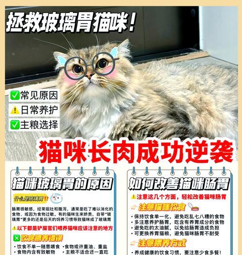猫咪加餐时为何仍需猫粮?