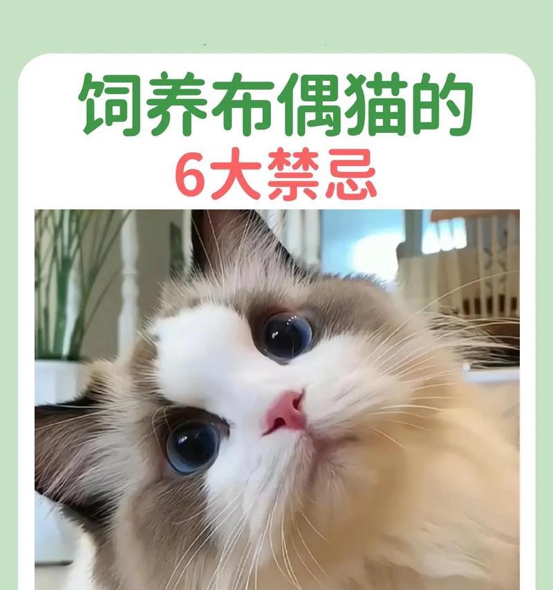 布偶猫吃猫粮长不大吗为什么?布偶猫生长缓慢的可能原因是什么?