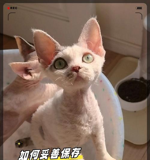 打开猫粮后应如何妥善保存?