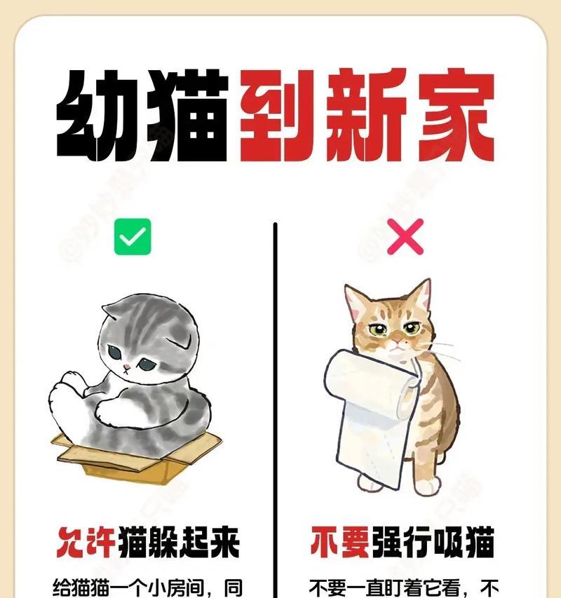 新猫到家不进食怎么办?如何引导猫咪开始吃猫粮?