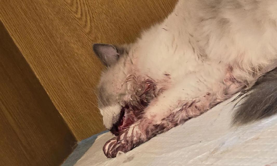 猫咪食用猫粮后死亡可能的症状是什么?