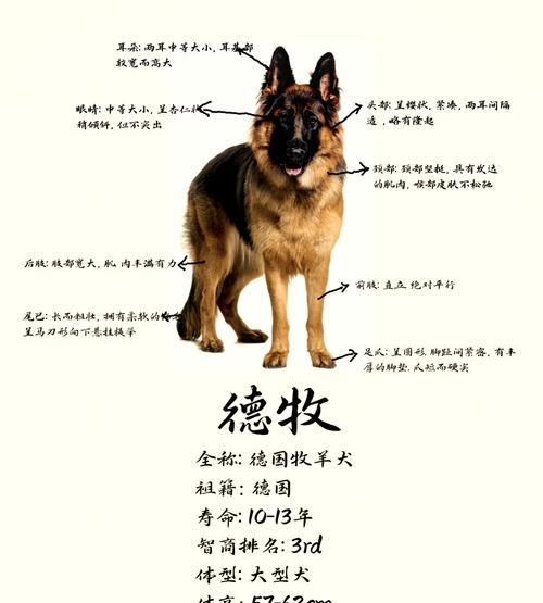 赞比亚德牧多少钱一只狗?购买德牧犬需要考虑哪些成本?