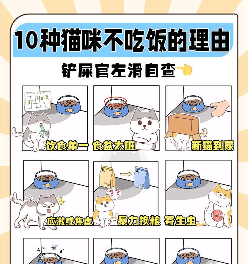 小猫咪不吃猫粮怎么办?喂食时应注意哪些技巧?