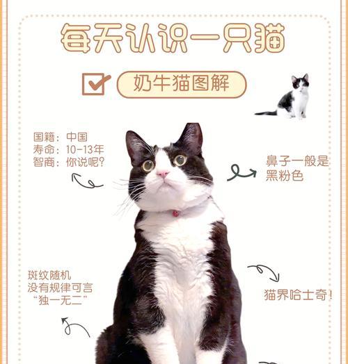 奶牛猫怎么换猫粮啊?奶牛猫换猫粮的正确方法是什么?