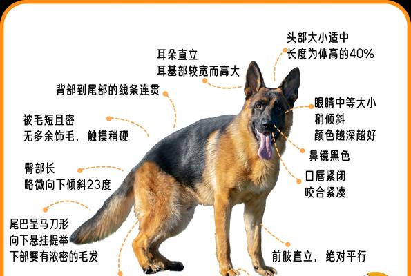 德牧成犬的标准体重是多少?