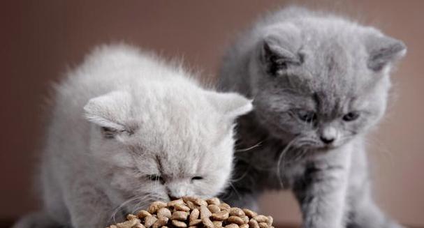 猫为什么喜欢咬猫粮呢?这种行为背后的含义是什么?
