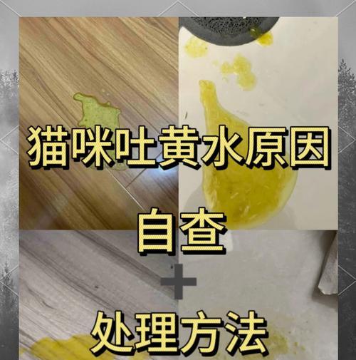 猫咪吐黄水并有猫粮怎么办?需要服用什么药物?