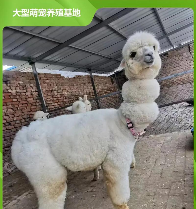 羊驼和山羊驯化方法有何不同?