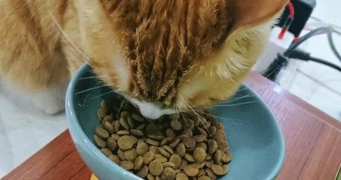 小猫猫吃猫粮需要咀嚼吗?