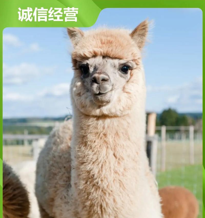 羊驼最适合居住的地形是什么?