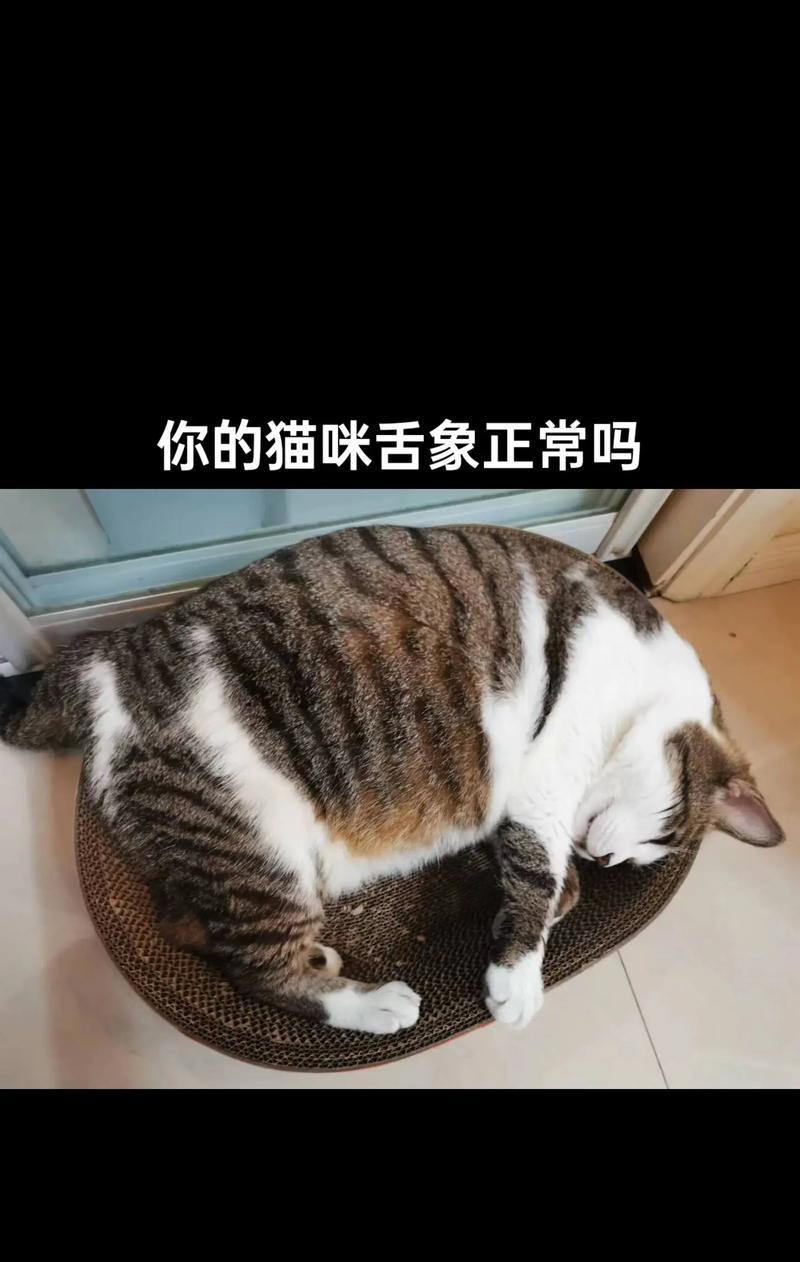 猫吃猫粮总在舌头上蹭怎么办?这是正常行为吗?