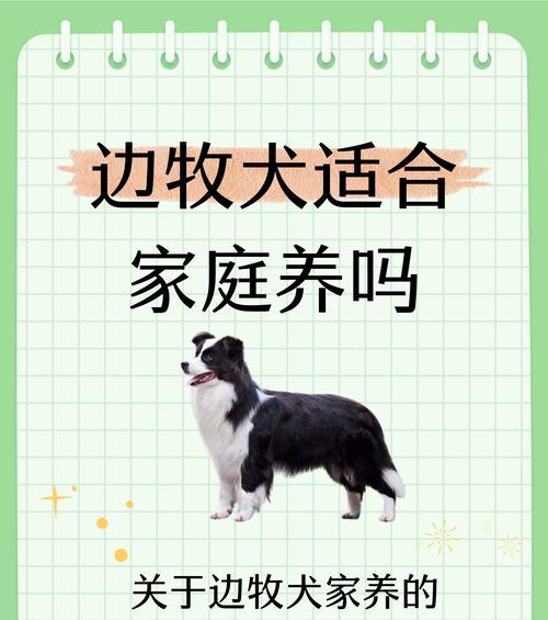 养德牧和边牧的成本是多少?