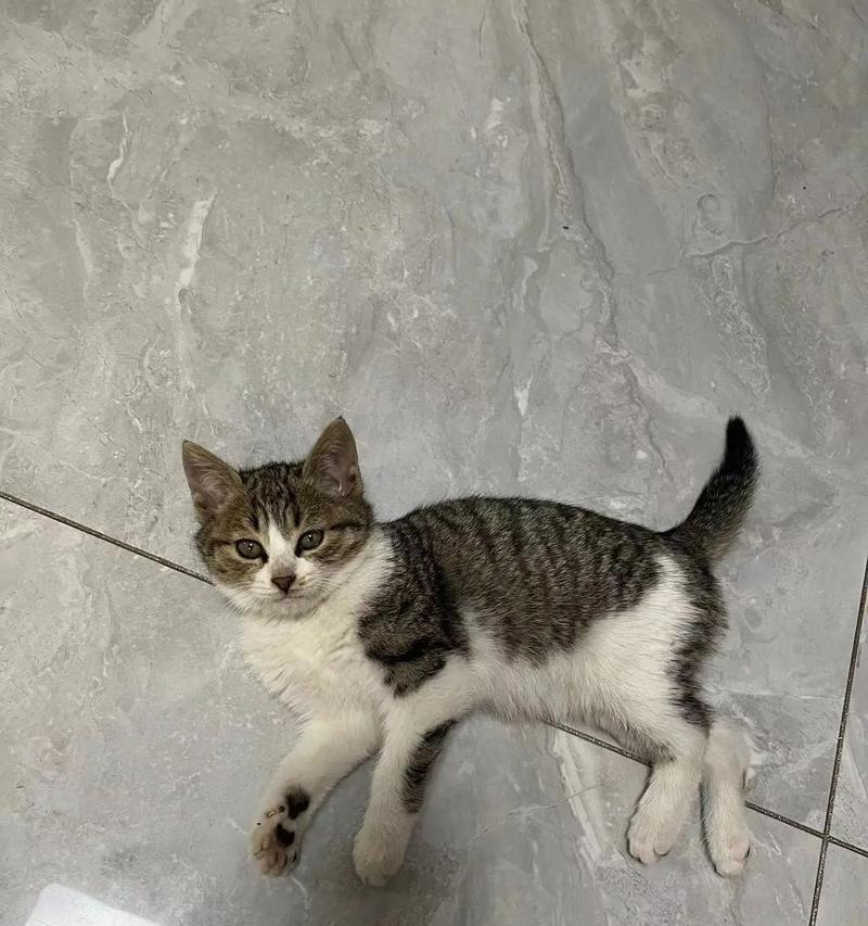 睡猫粮里的狸花是什么?这种现象正常吗?